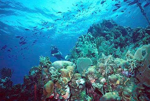 7 keajaiban dunia bawah belize barrier reef