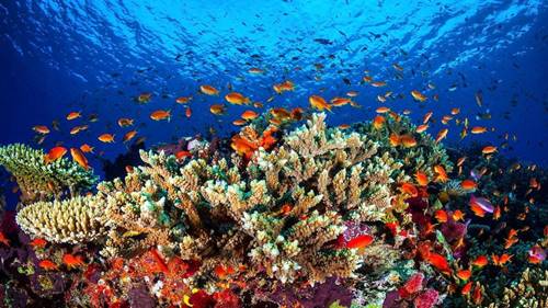 7 keajaiban dunia bawah great barrier reef