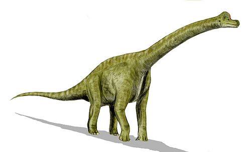 dinosaurus terbesar di dunia brachiosaurus
